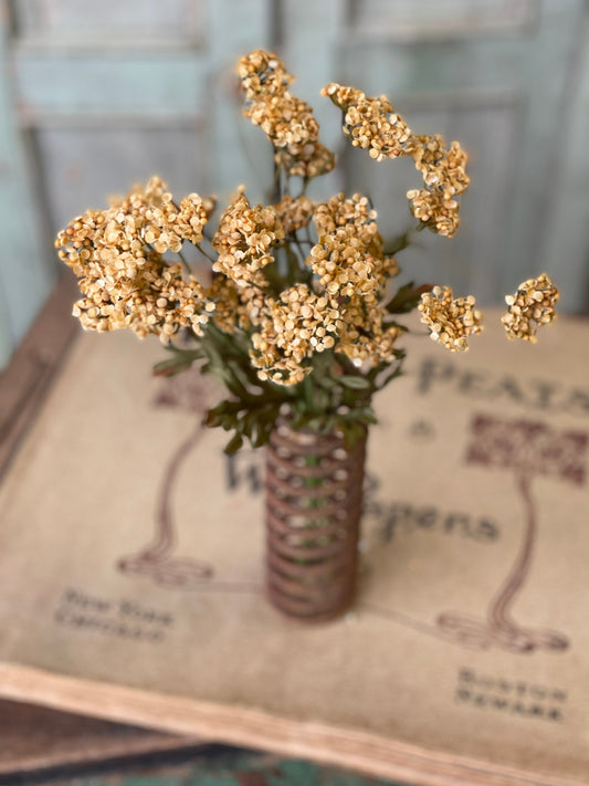 Fennel Flower Bundle | 13" | Mustard