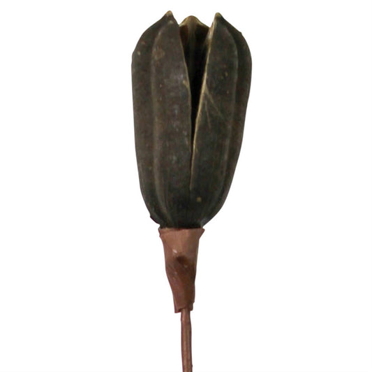 Botanical Stem | Sisal Shell