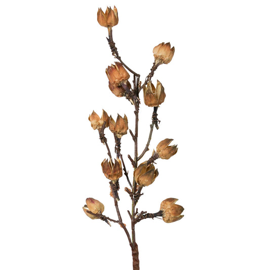 Botanical Stem - Cotton Pod