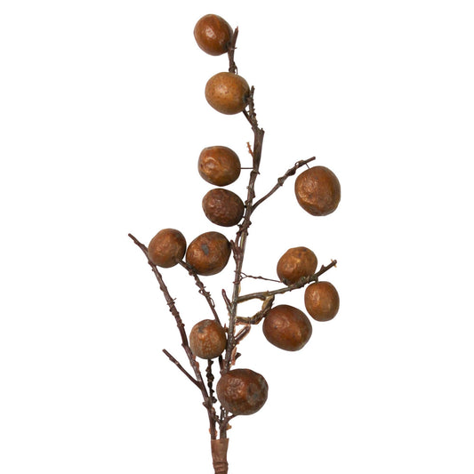 Botanical Stem - Chinaberry